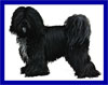 Click here for more detailed Tibetan Terrier breed information and available puppies, studs dogs, clubs and forums